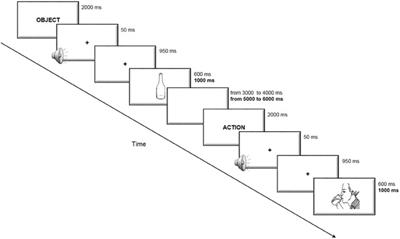 The timing of cognitive plasticity in physiological aging: a tDCS study of naming